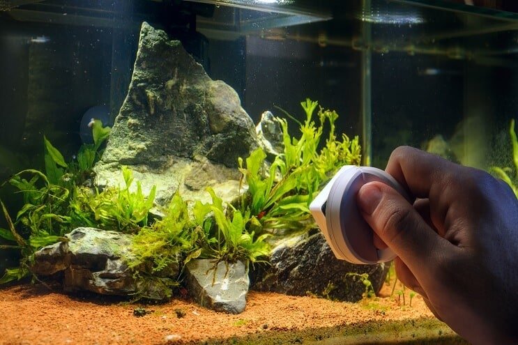 Fjerne alger fra akvariet