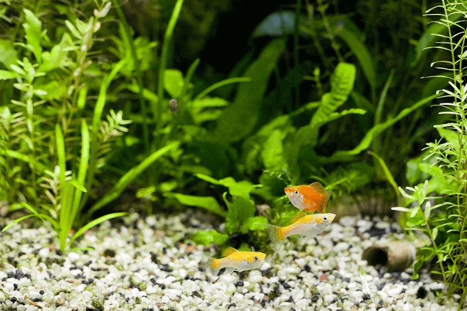 Plantet akvarium