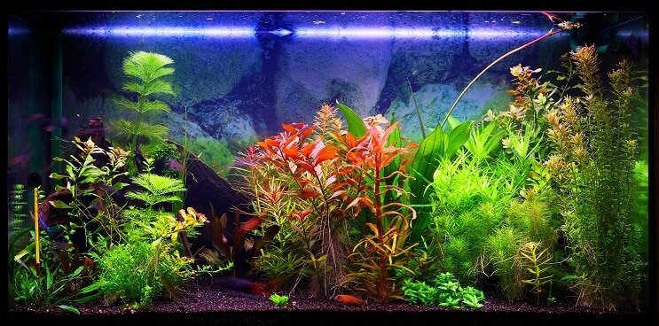 Velge en tank på 30 liter
