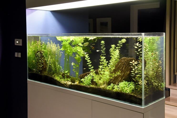 40 gallon oppsett ideer