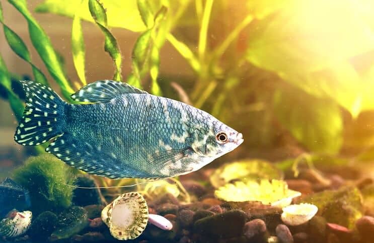 Strømpeforslag 40 gallon tank