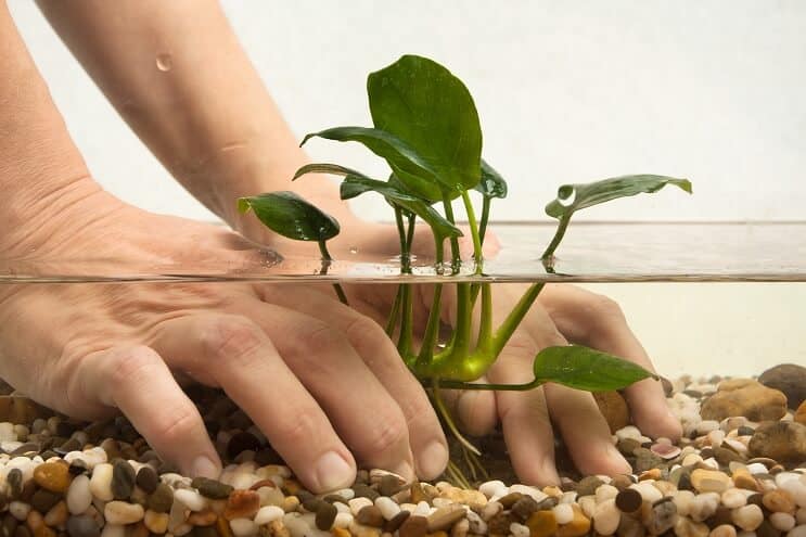 Sette opp en akvarium
