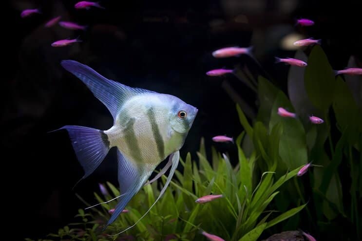 Strømpeforslag til en 55 Gallon