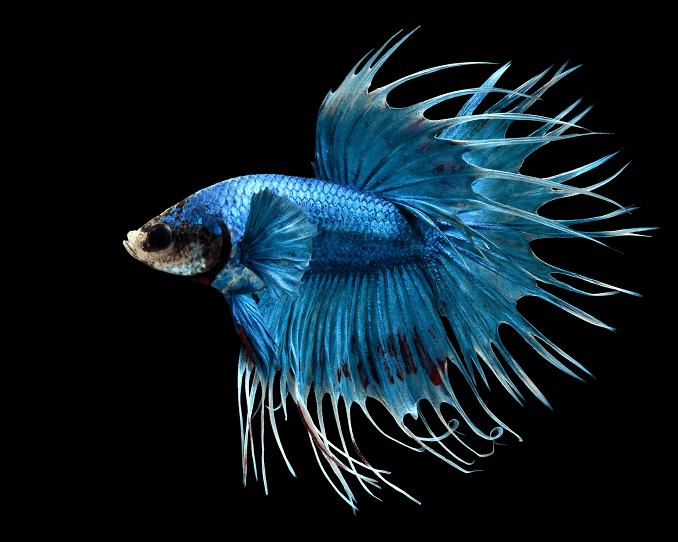 Oversikt over Bettas