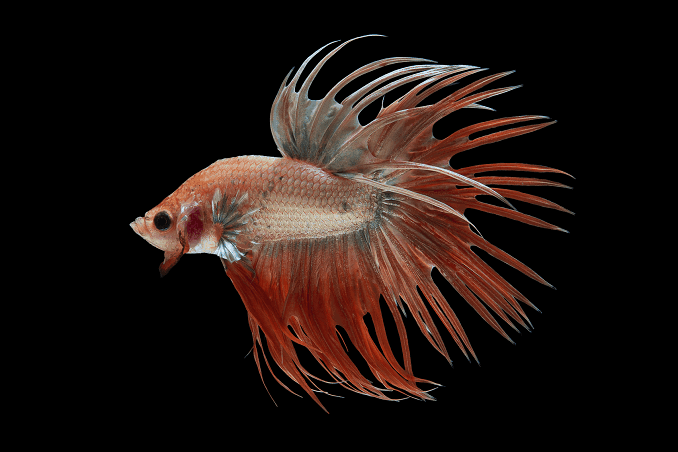 Avl Bettas