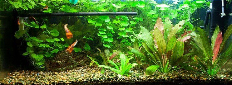 75 liter tank