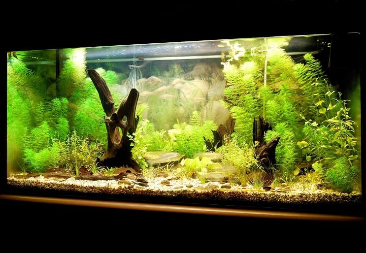 Akvarium med UV-sterilisator