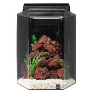 Beste unike 15 gallon tank