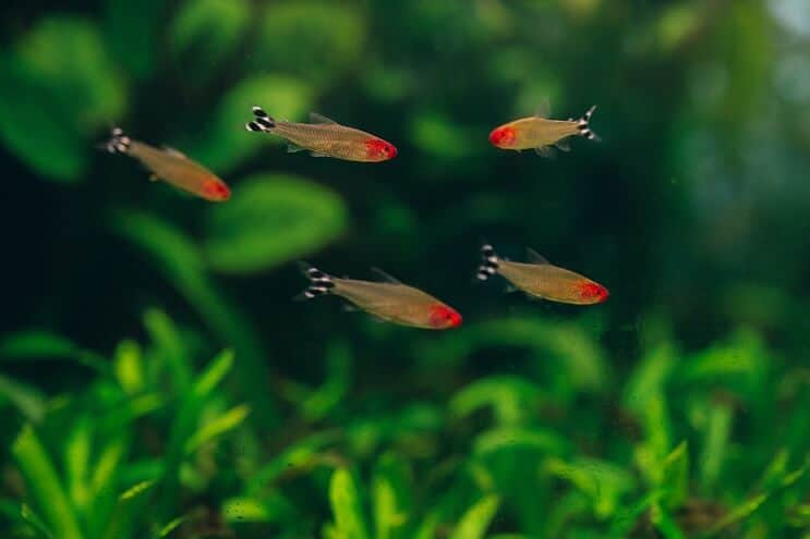 Rummy Nese Tetra Tank Mates