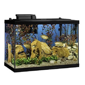Beste 20 gallon akvarium startpakke