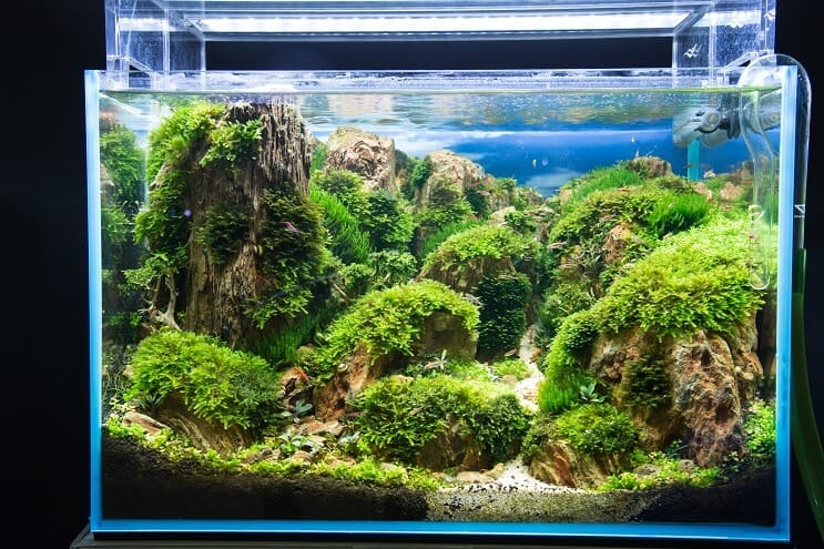 Hvordan sette opp en akvarium