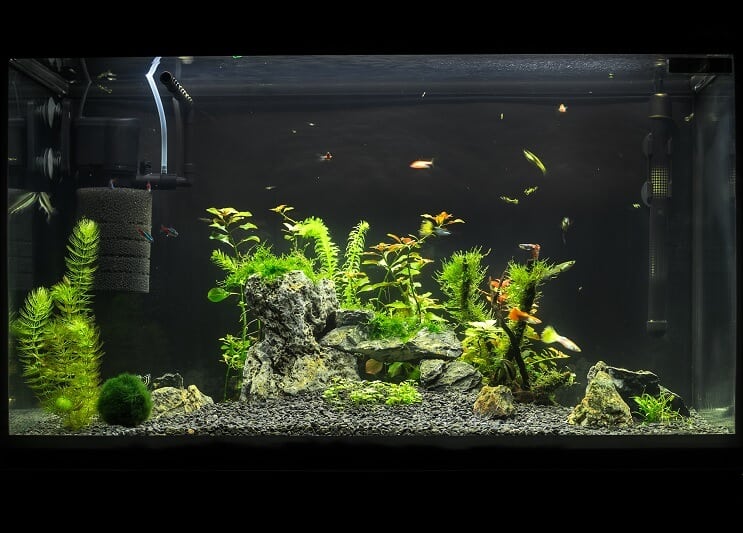 20 gallon langt akvarium