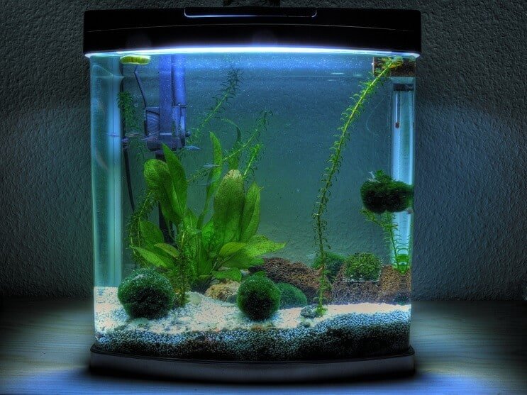 3 gallon akvarium