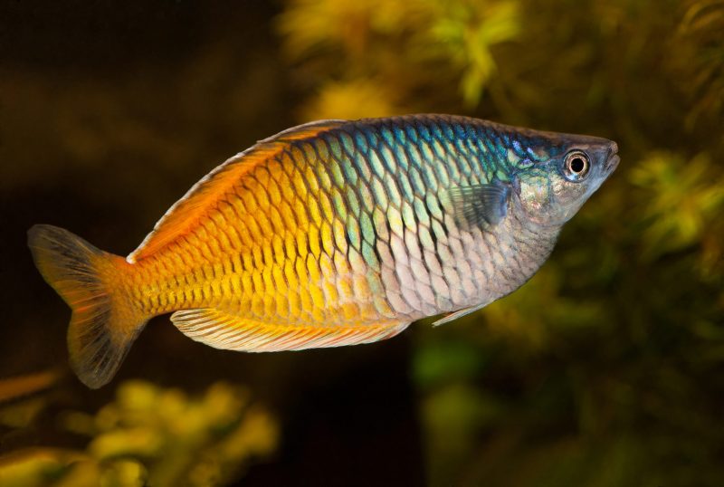 boesemani regnbue