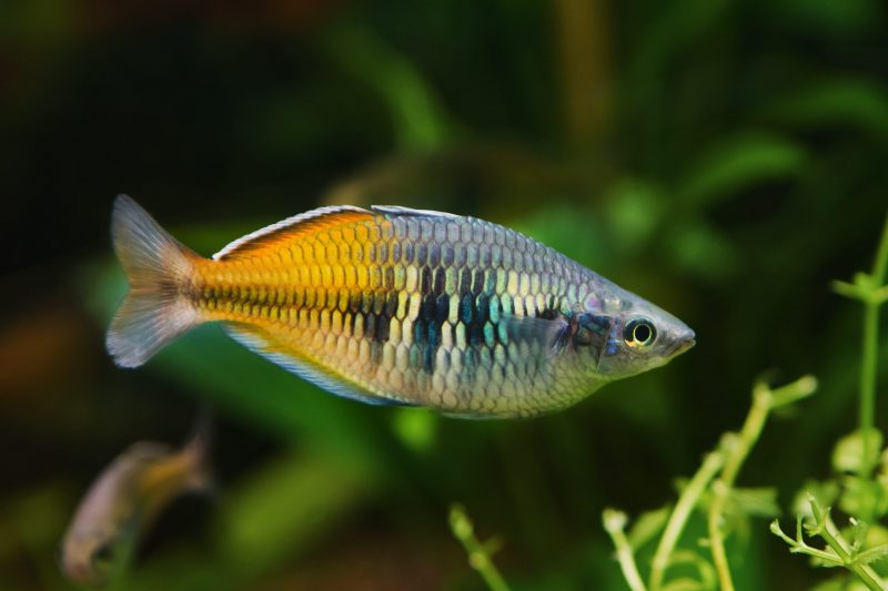 boesemani regnbue