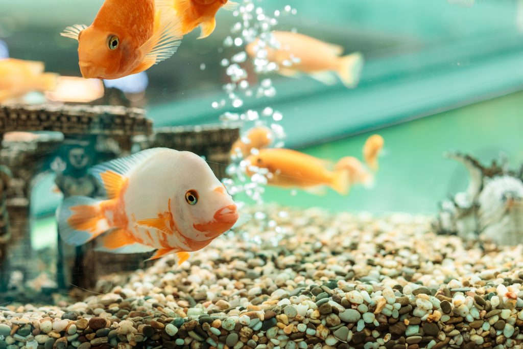 Hvordan sykle en akvarium?
