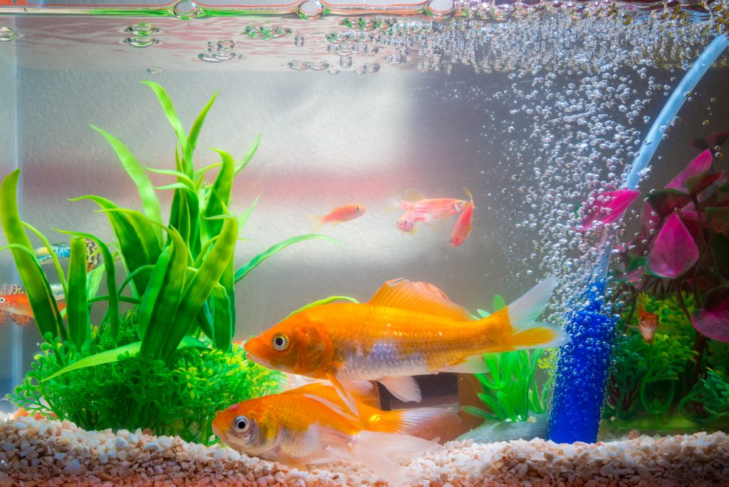 Hvordan sykle en akvarium?