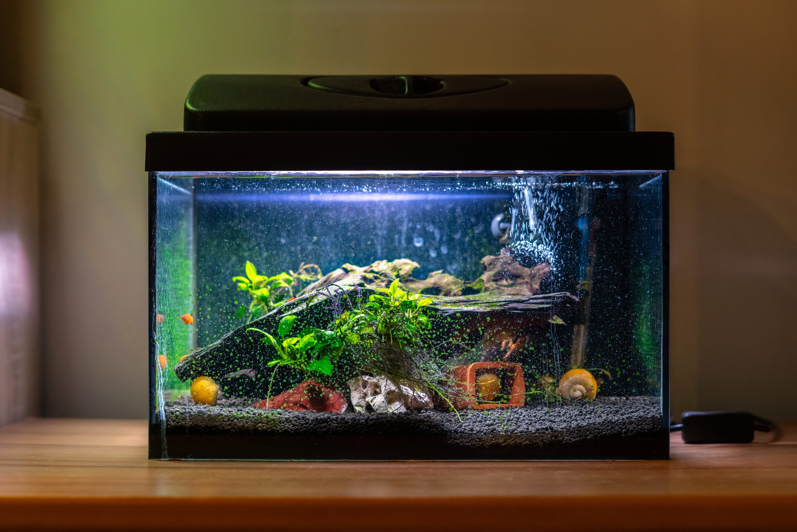 Hvordan bygge en akvarium