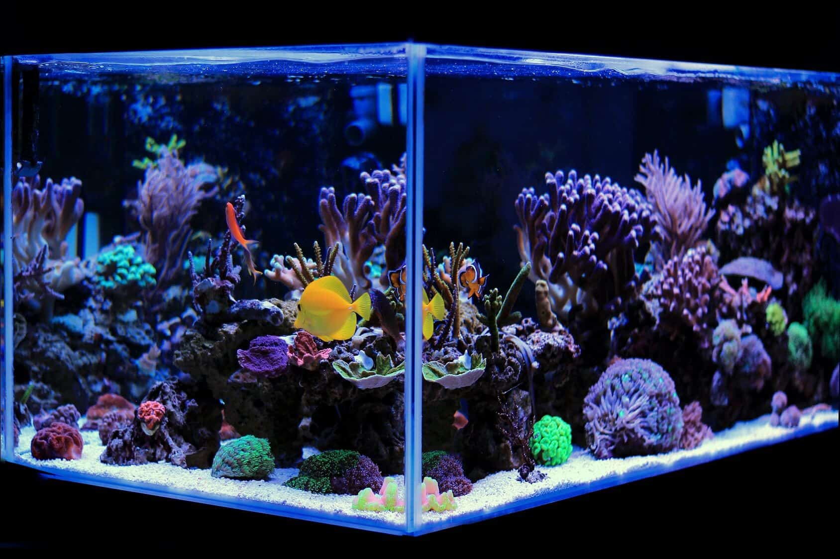 Beste 20 gallon lange akvarier (strømpeideer, utstyr og mer)
