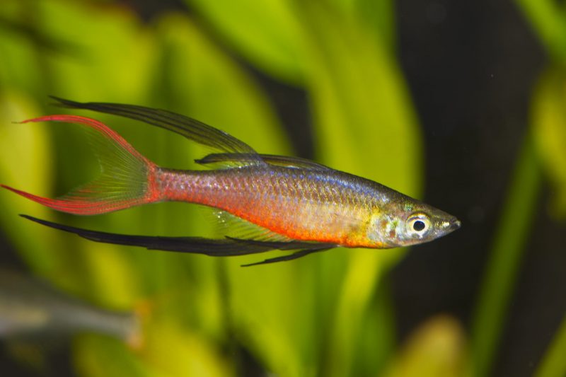 Regnbuefisk