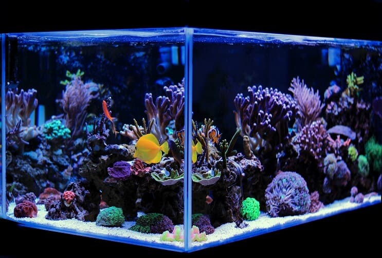 Saltvannsakvarium