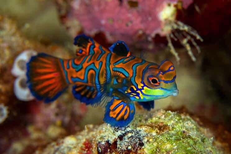 Mandarin Dragonet Utseende