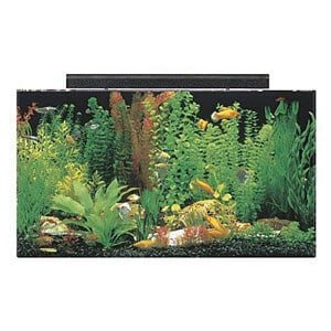 Rimeligste 50 Gallon tank