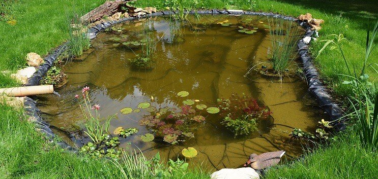 Planting av dammen