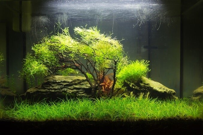 Aquascaped akvarium