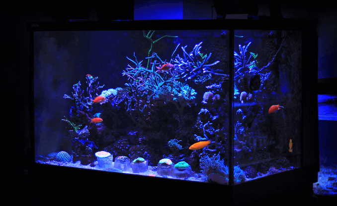 Liten akvarium