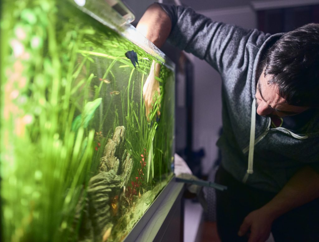 overskyet vann i fisketank