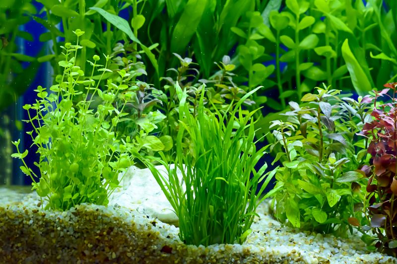 Beste planter for Betta Fish