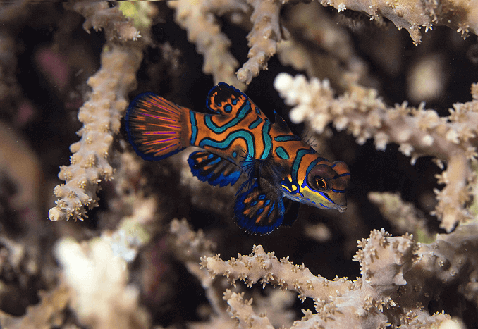 Stripet Mandarinfish