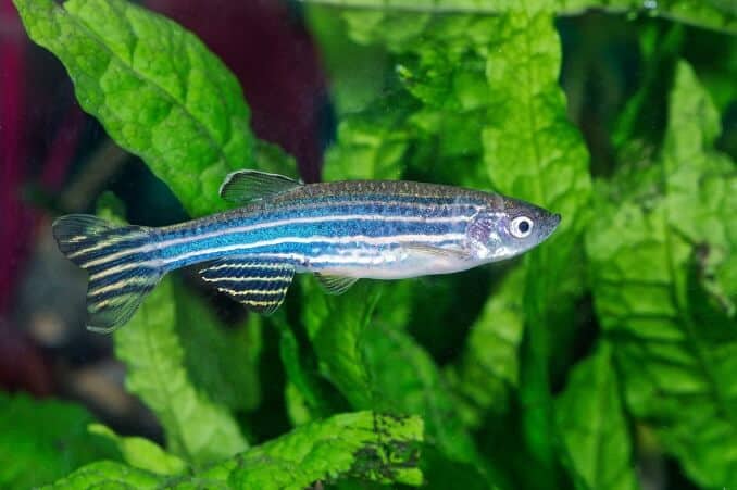 Sebrafisk (Danio)