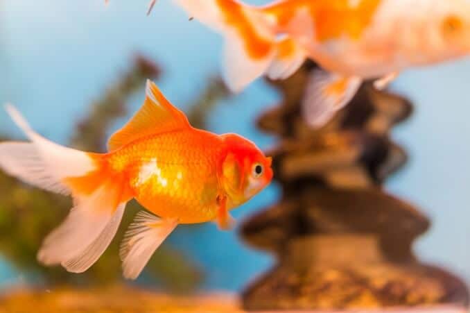 Gullfisk