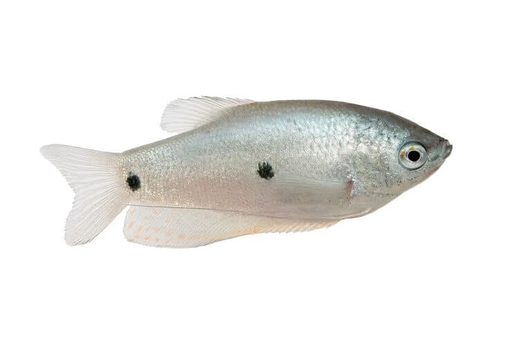 Tre flekker gourami