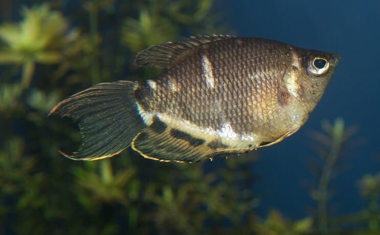 Sjokoladegourami