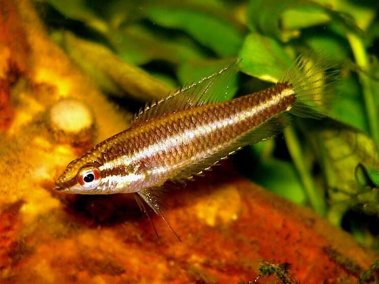 Lakris Gourami