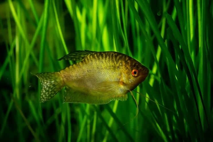 Gourami i gull