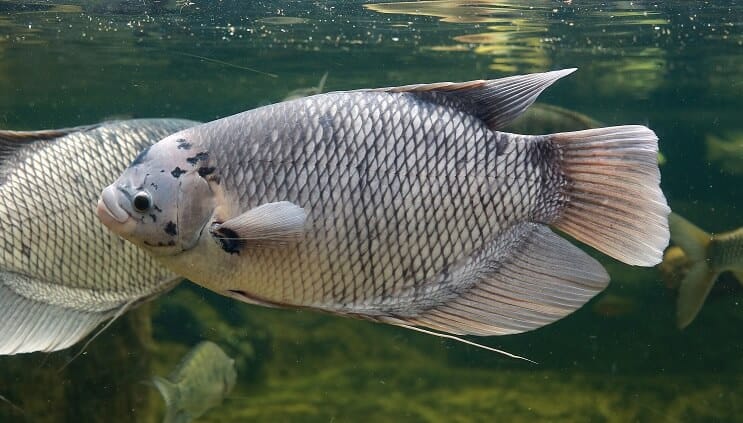 Kjempegourami