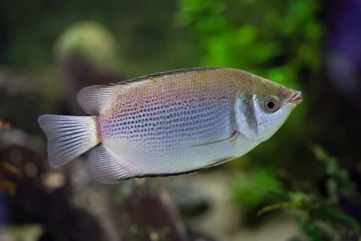 Kysser Gourami