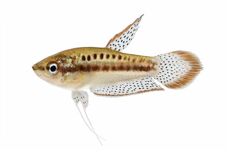 Glitrende gourami