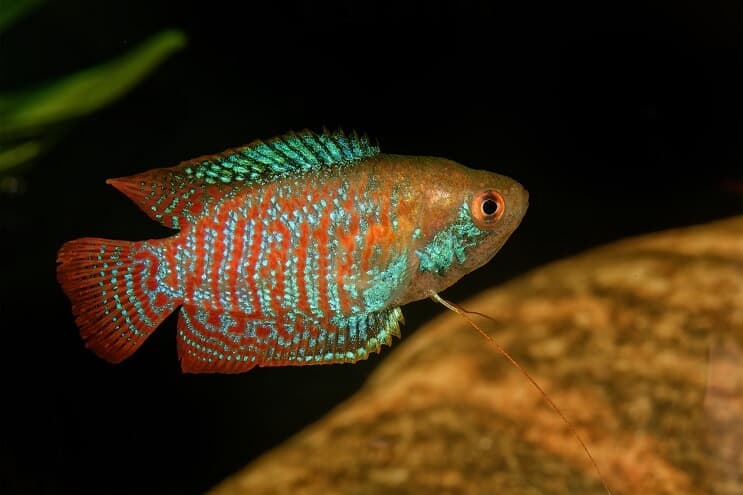 Dverg Gourami