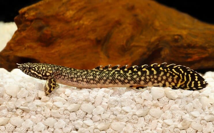 Utsmykket Bichir