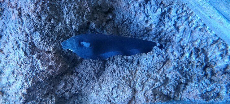 Ghost Knifefish Svømming