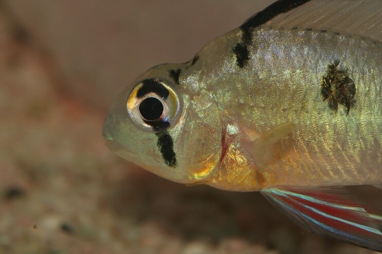 Boliviansk ram nærbilde