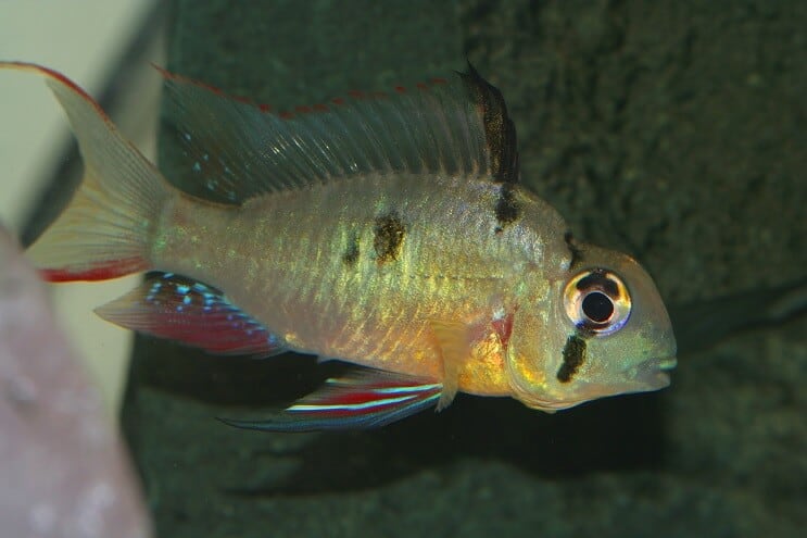 Kvinne boliviansk ram