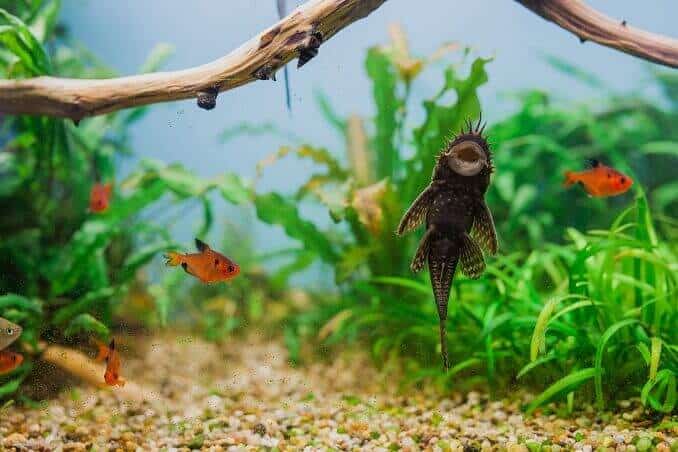 Mannlig Bristlenose Pleco