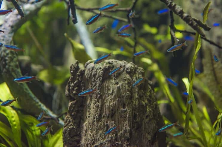 Kardinal Tetra habitat