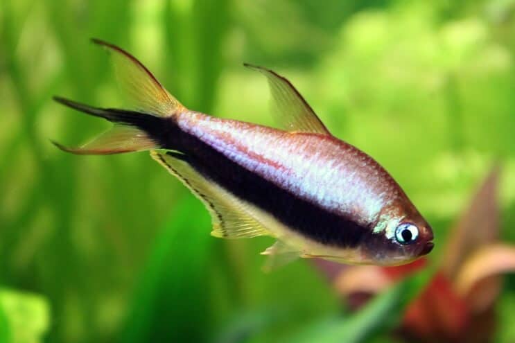 Keiser Tetra